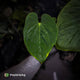 Anthurium kunayalense 'TPP1' x antolakii ('Round' x 'RA1') • holdback