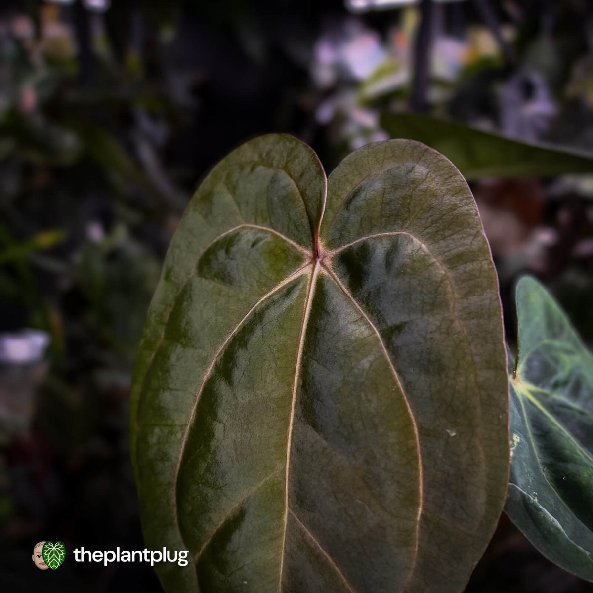 Anthurium carlablackiae ('OG5' x 'RA4') x 'RVDP'