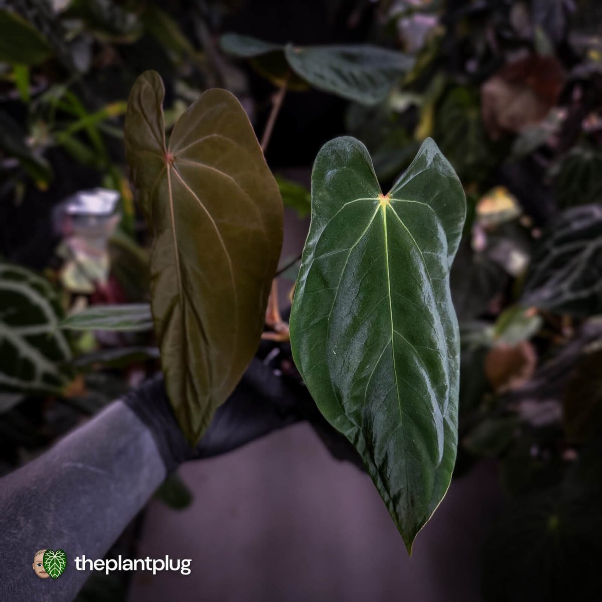 Anthurium antolakii ('Round' x 'RA1') x 'Midnight Velvet'