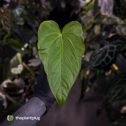 Anthurium 'Schottianum Velvet'