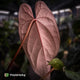 Anthurium #BlackParade • holdback