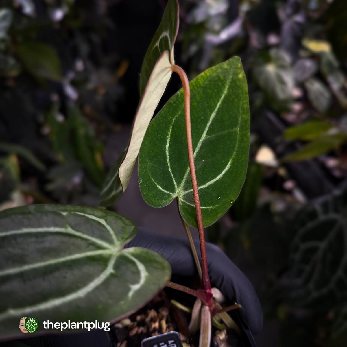 Anthurium [('Zara' x 'Michelle') x carlablackiae] x ['Black Widow' ('13' x '43')]