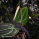 Anthurium [('Zara' x 'Michelle') x carlablackiae] x ['Black Widow' ('13' x '43')]