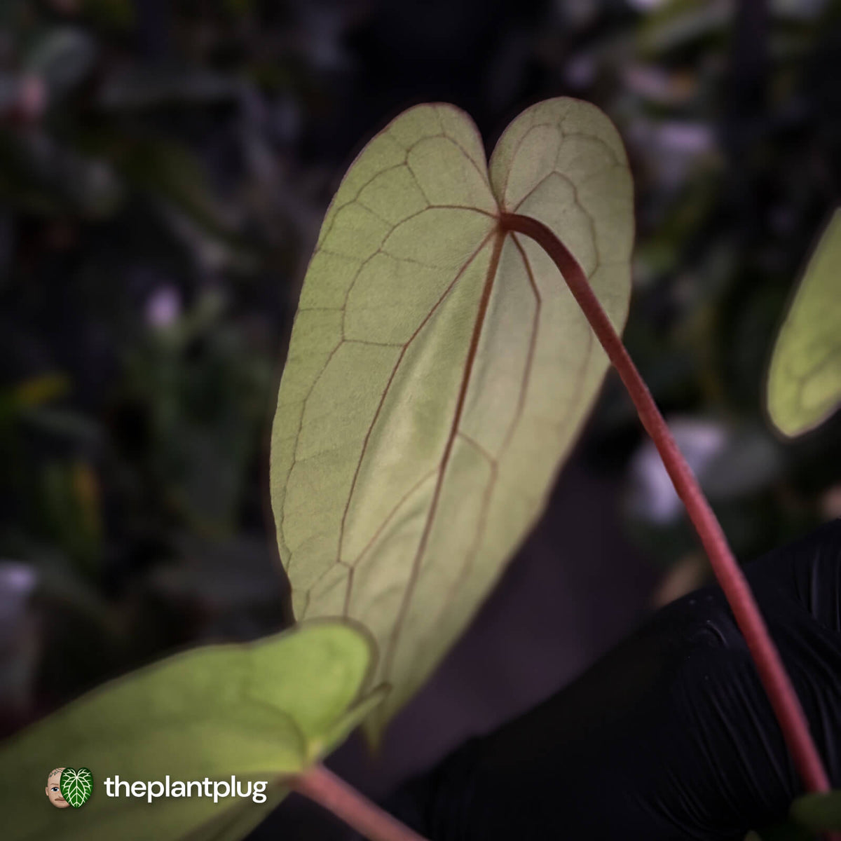 Anthurium carlablackiae x 'Wuhoo's First Night'