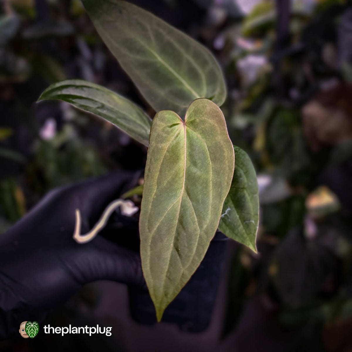 Anthurium #BlackCherry 'Red' x 'Jayda'