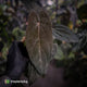 Anthurium [(carla x dress) x pap 'RL' s1] '2' x [pap 'FS' x antolakii] • select