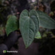Anthurium 'Speshal' x dressleri (ex. LAS) • holdback