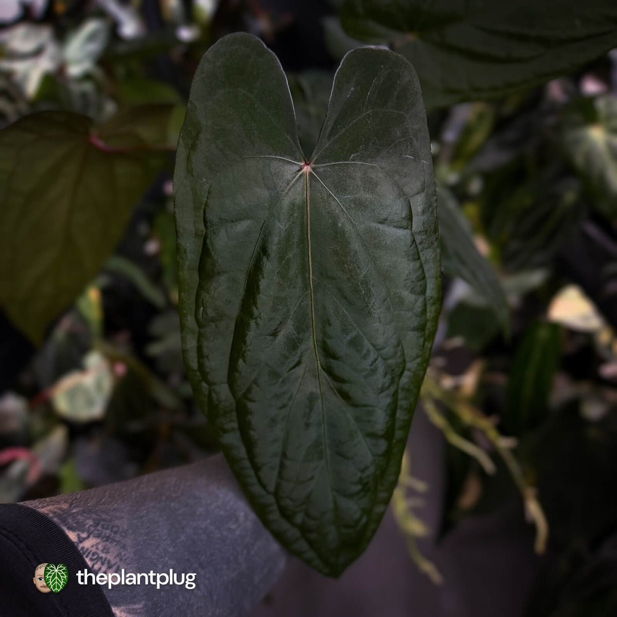 Anthurium 'Deadpool' x #Calculus '9' • holdback