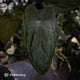 Anthurium 'Deadpool' x #Calculus '9' • holdback