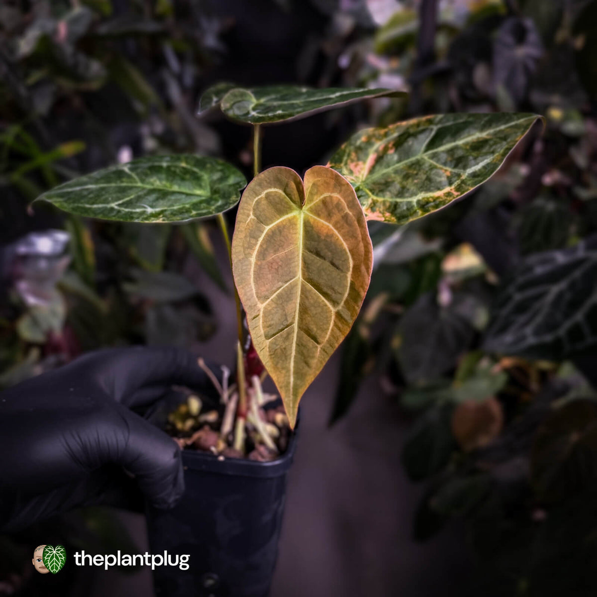 Anthurium forgetii hybrid x ('SKG Silver' x 'Red Crystal')