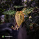 Anthurium forgetii hybrid x ('SKG Silver' x 'Red Crystal')