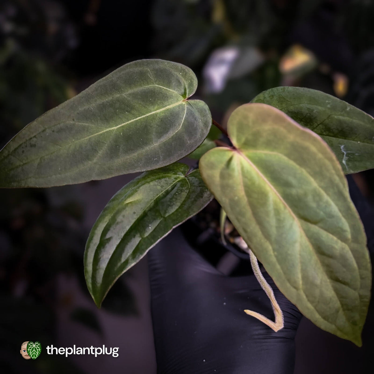 Anthurium #BlackCherry 'Red' x 'Jayda'