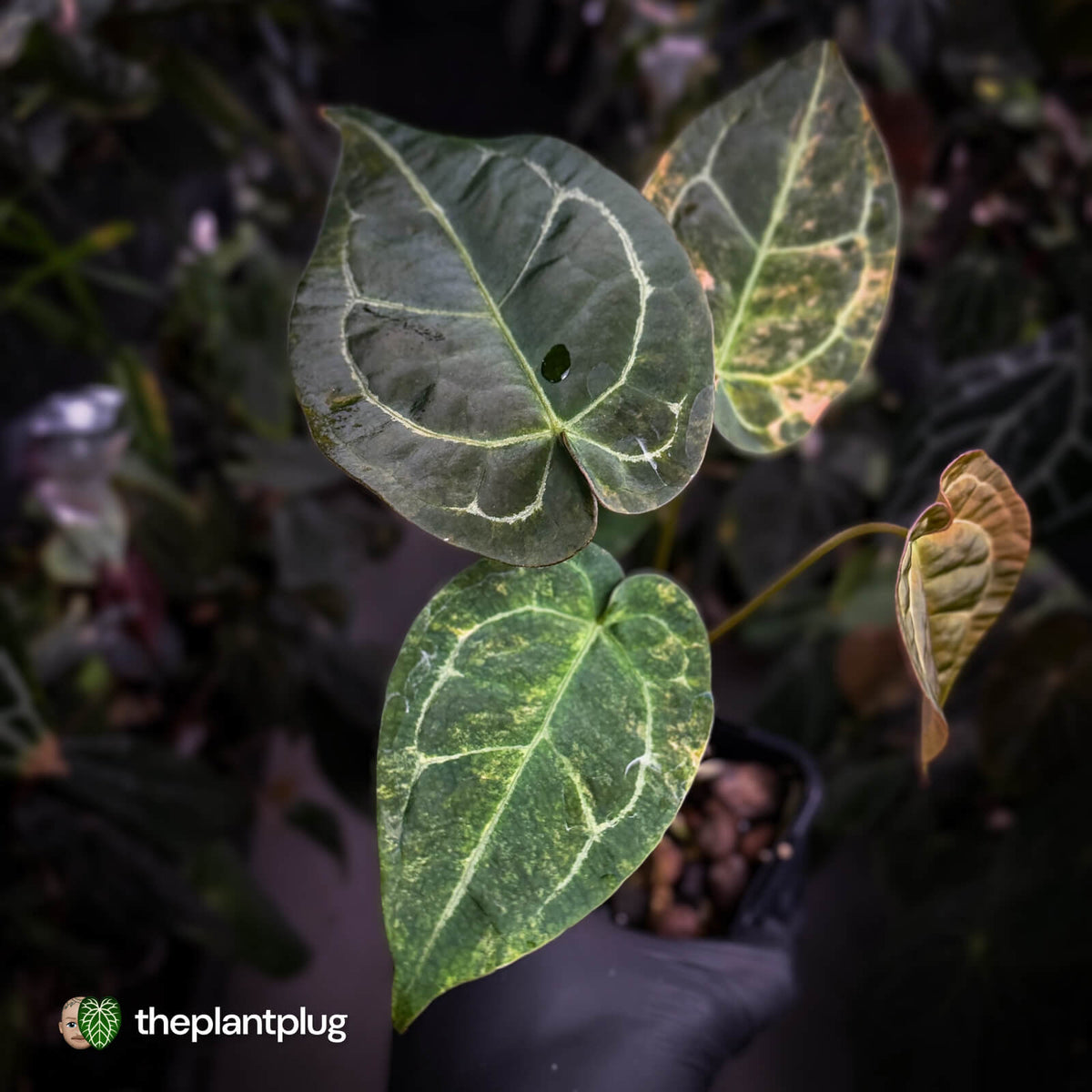 Anthurium forgetii hybrid x ('SKG Silver' x 'Red Crystal')