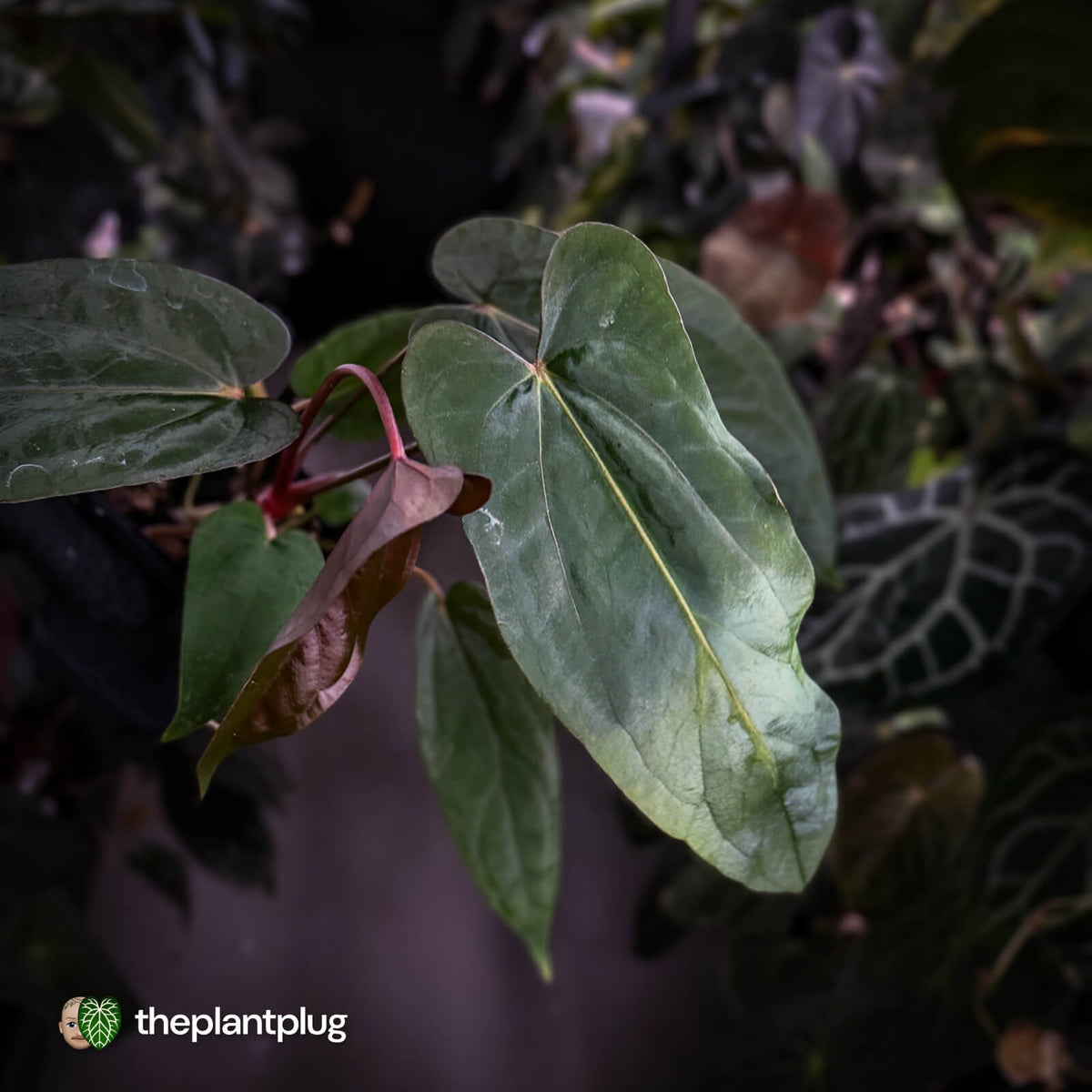 Anthurium [(carla x dress 'RG') x pap 'RL' s1] '2' x [pap 'FS' x antolakii]