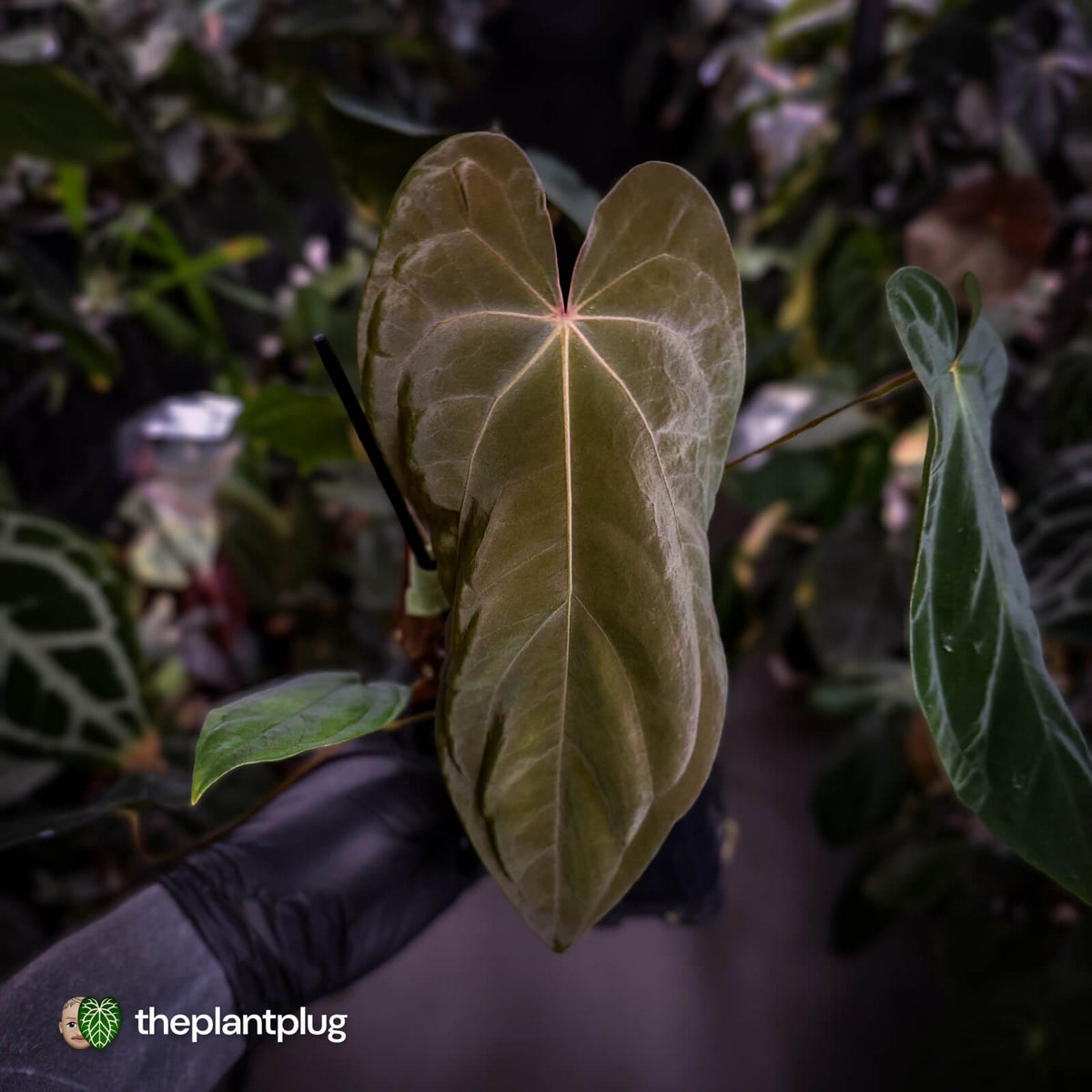 Anthurium antolakii ('Round' x 'RA1') x 'Midnight Velvet'