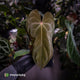 Anthurium antolakii ('Round' x 'RA1') x 'Midnight Velvet'