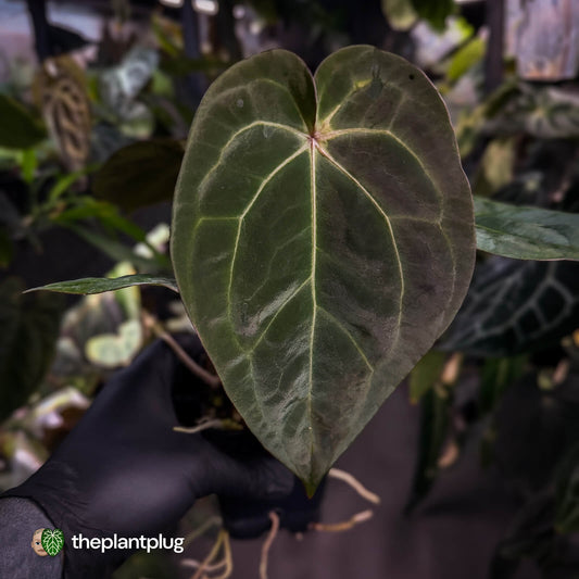 Anthurium besseae aff x ('Magenta' x 'RVDP)