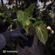 Anthurium ('Blackx' x 'Hoffx') x ('Black' x) • flat sinus + pink veins