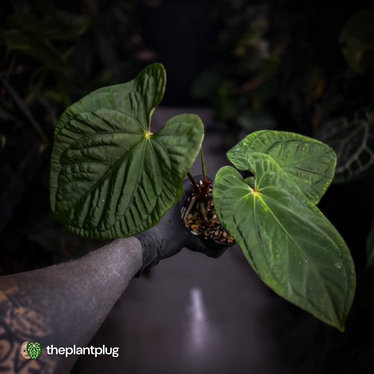 Anthurium ('Midnight Velvet' x pap 'LB') x kunayalense 'TPP1'