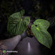 Anthurium ('Midnight Velvet' x pap 'LB') x kunayalense 'TPP1'