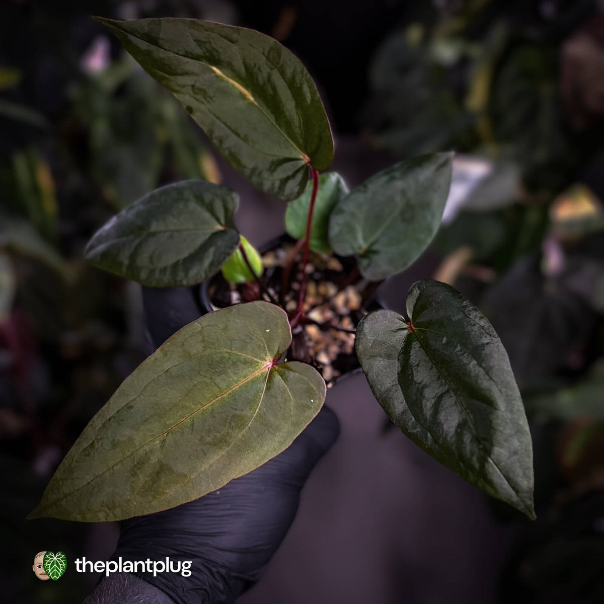 Anthurium #BlackCherry 'Red' x 'Jayda' • Insanely RED