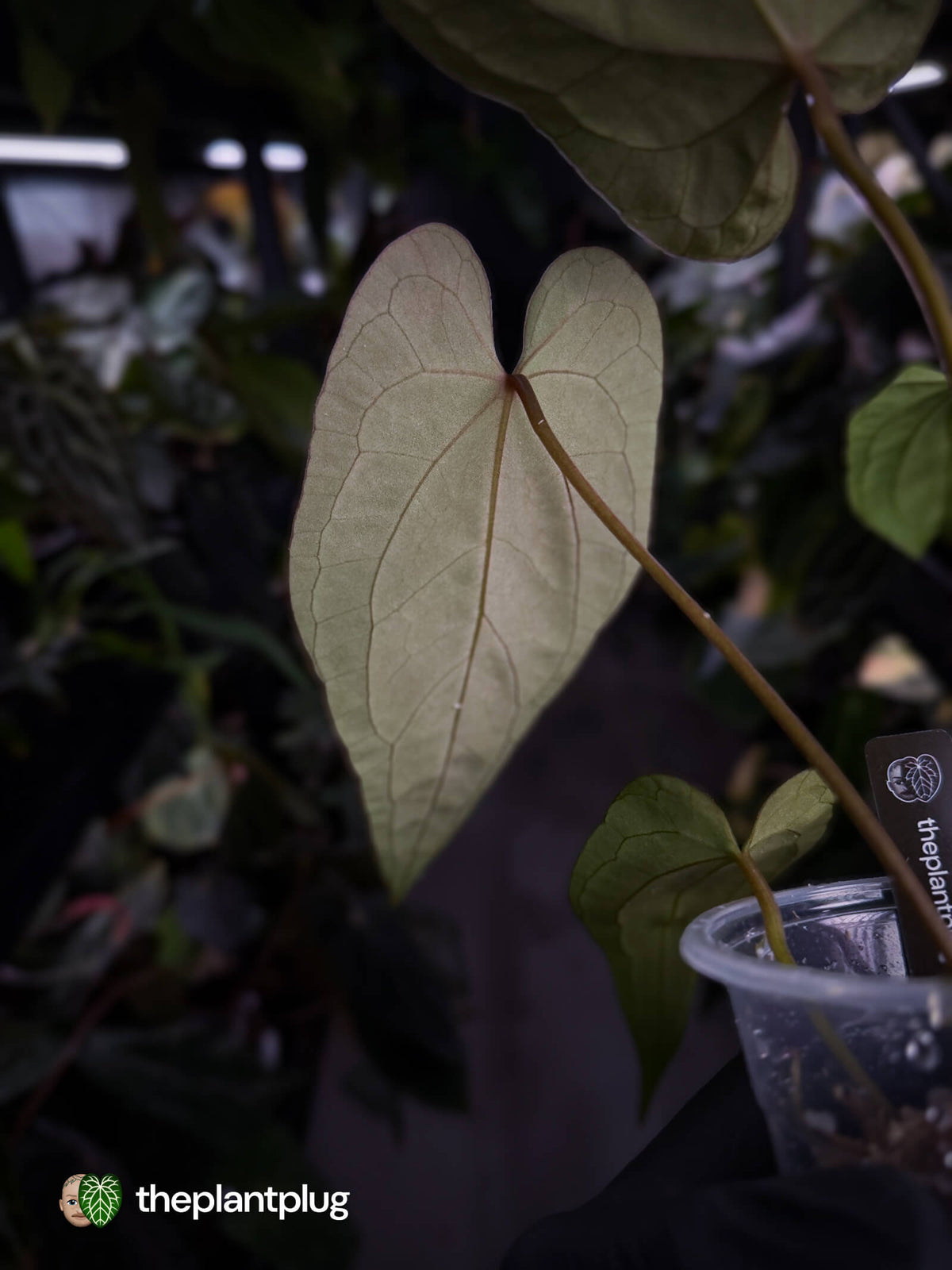 Anthurium #BlackBasilisk