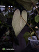 Anthurium #BlackBasilisk