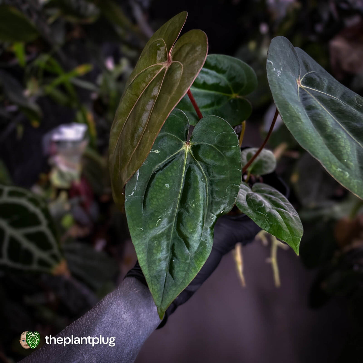 Anthurium carlablackiae ('OG5' x 'RA4') x 'RVDP'