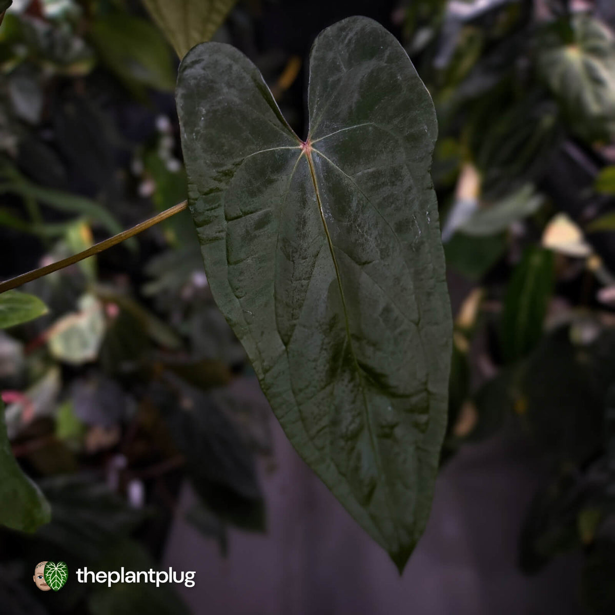 Anthurium 'Deadpool' x #Calculus '9' • holdback