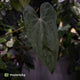 Anthurium 'Deadpool' x #Calculus '9' • holdback