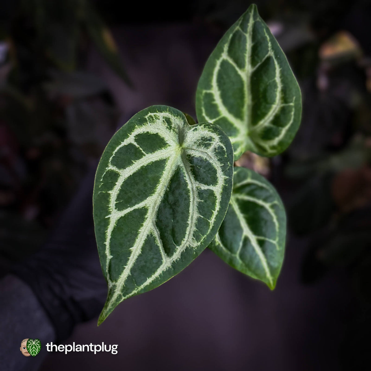 Anthurium 'Silver Sad' x 'Diamond Forgetii'