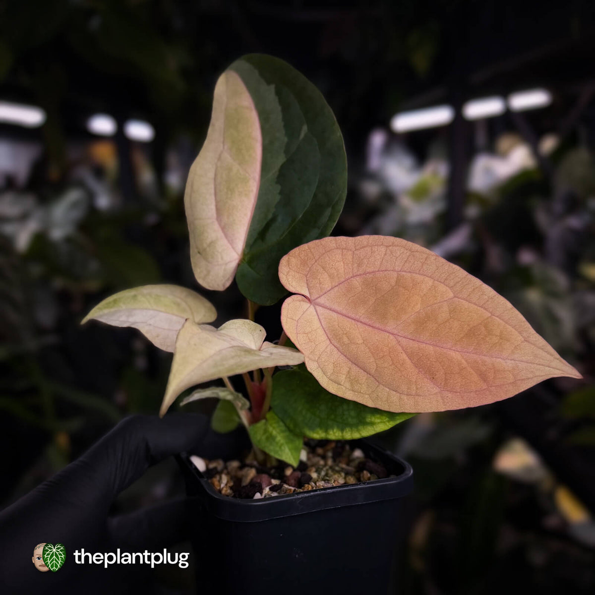 Anthurium 'Dropbear' x 'Jayda' • pastel variegated • pink veins