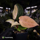 Anthurium 'Dropbear' x 'Jayda' • pastel variegated • pink veins