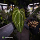 Anthurium [('Zara' x 'Michelle') x carlablackiae] x ['Black Widow' ('13' x '43')]