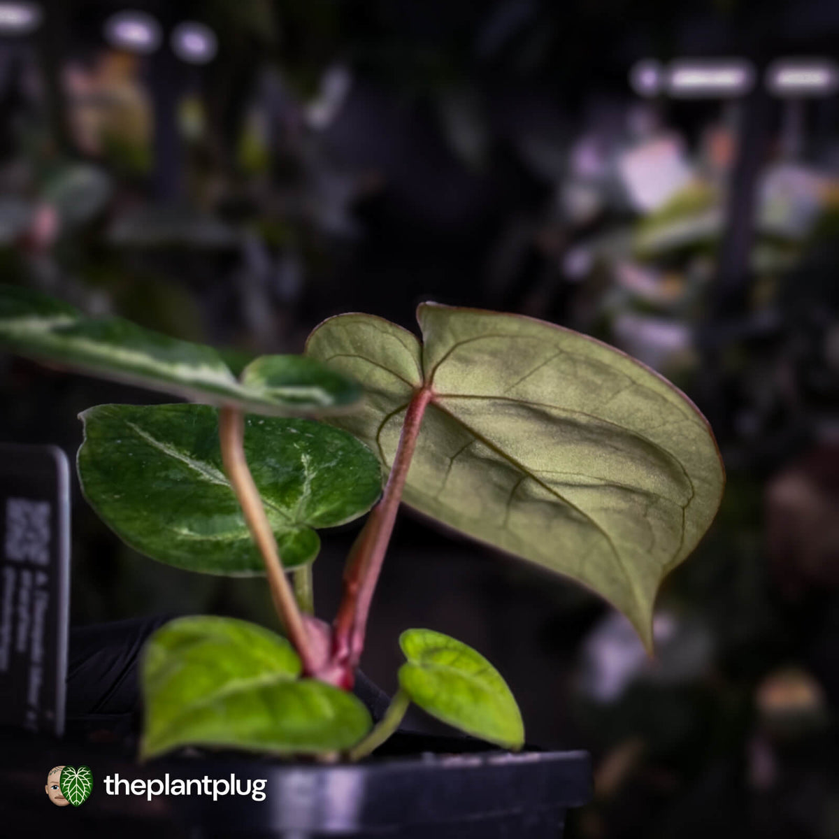 Anthurium #Fairyfloss