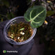 Anthurium carlablackiae 'TPP1' • mother plant clone