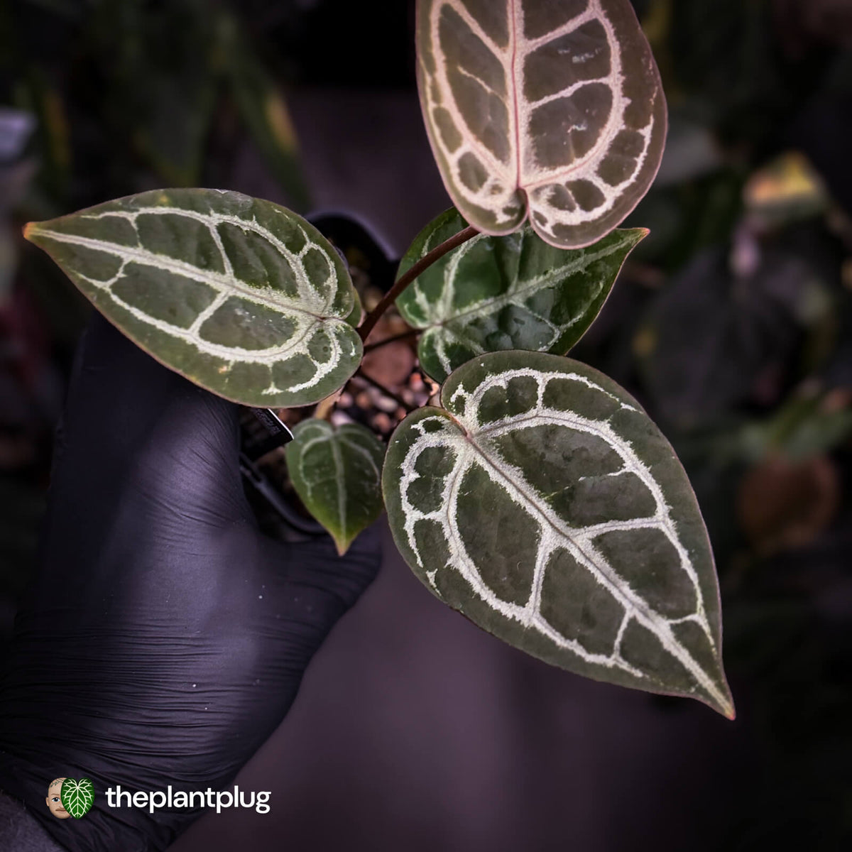 Anthurium ('SKG Silver' x 'Red Crystal') x ('Michelle' f2)