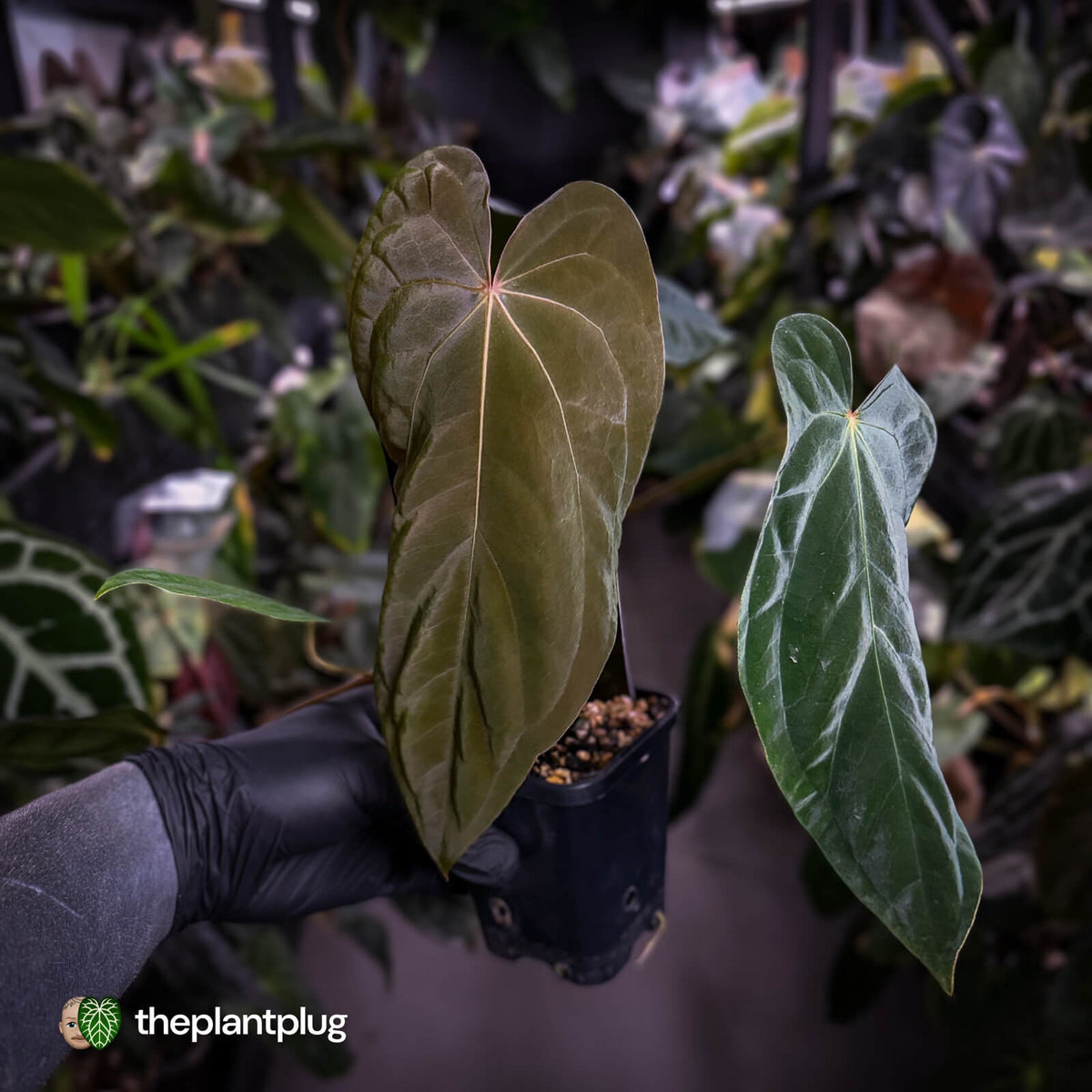 Anthurium antolakii ('Round' x 'RA1') x 'Midnight Velvet'