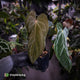 Anthurium antolakii ('Round' x 'RA1') x 'Midnight Velvet'