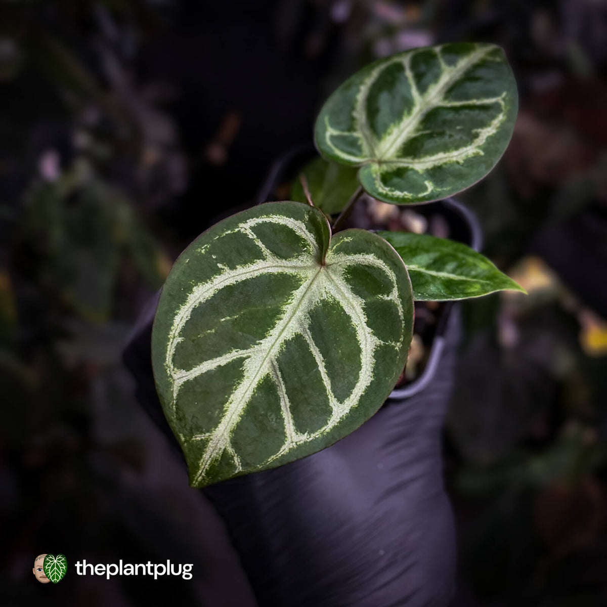 Anthurium #Fairyfloss