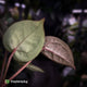 Anthurium ('SKG Silver' x 'Red Crystal') x ('Michelle' f2)