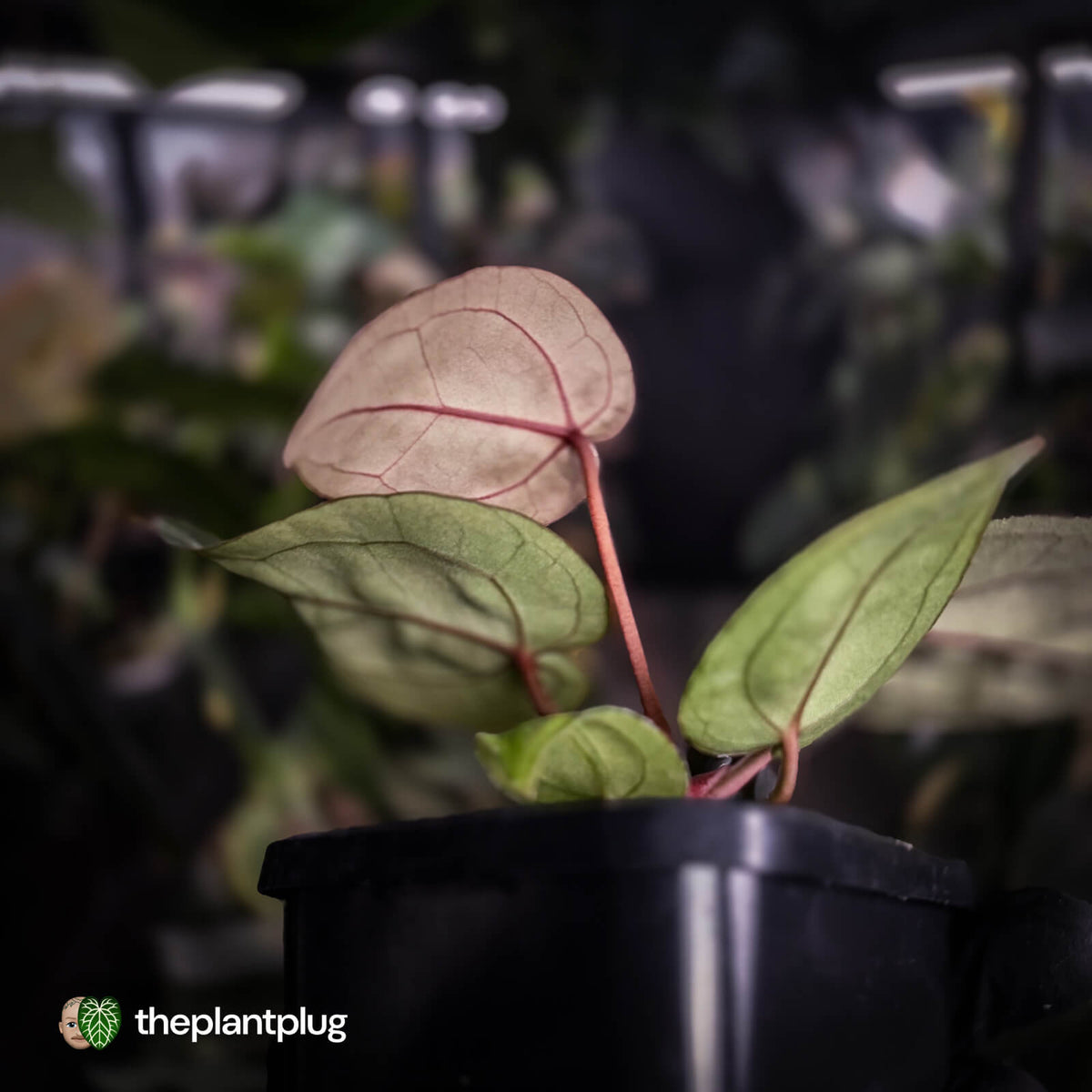 Anthurium 'Red Crystal' (ex. Tezula) x 'Michelle' f2