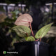 Anthurium 'Red Crystal' (ex. Tezula) x 'Michelle' f2