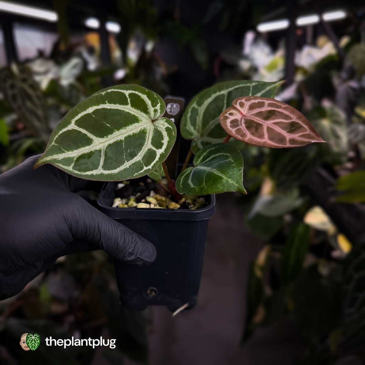 Anthurium ('SKG Silver' x 'Red Crystal') x 'Michelle' f2