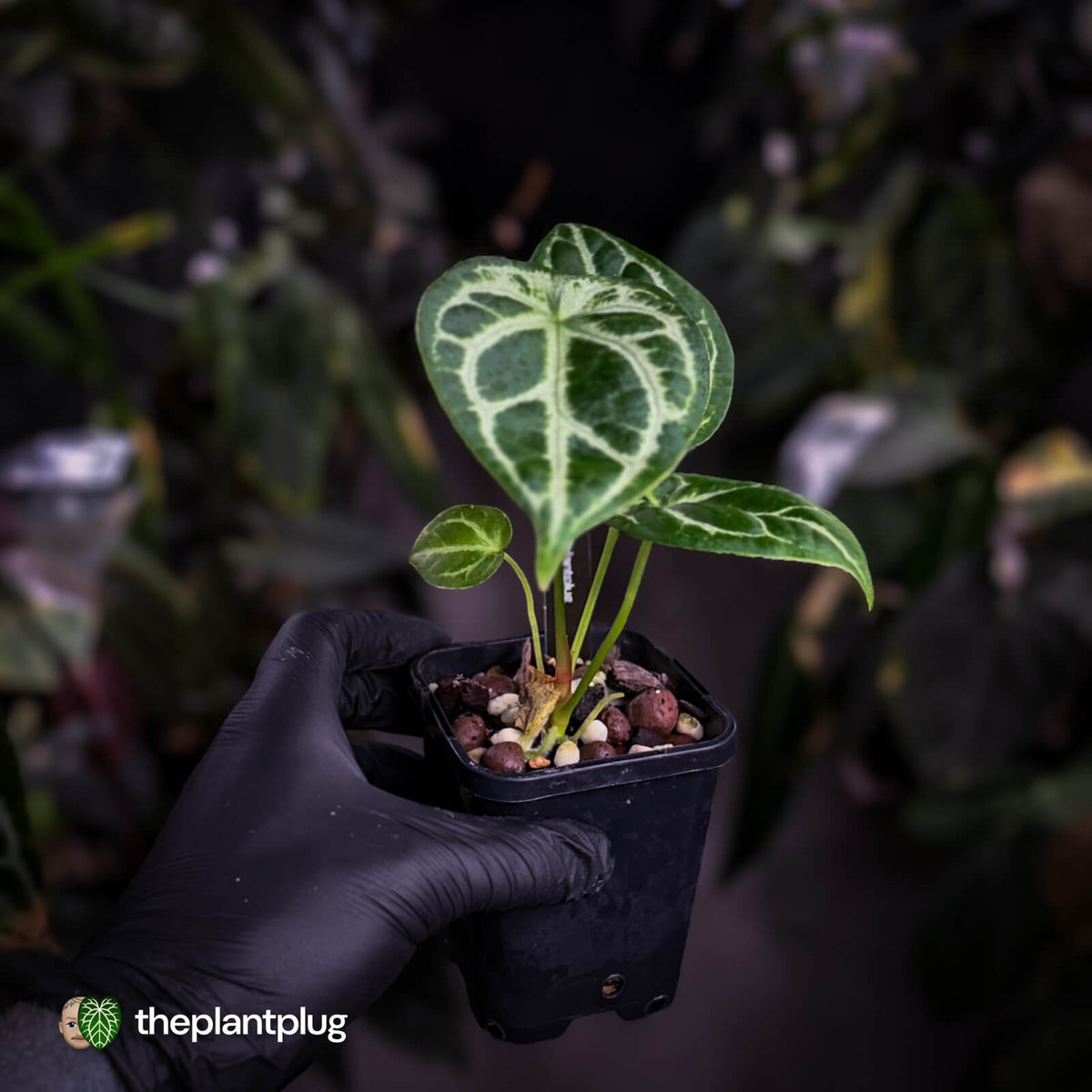 Anthurium 'Silver Sad' x 'Diamond Forgetii'