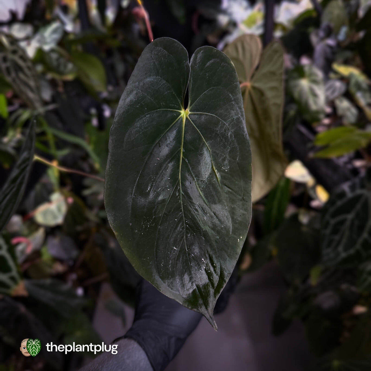 Anthurium #Lucifer