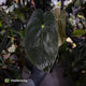 Anthurium #Lucifer