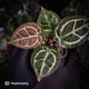Anthurium ('SKG Silver' x 'Red Crystal') x ('Michelle' f2)