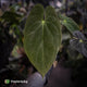Anthurium (pap x dress, ex. JS) x antolakii ('Round' x 'RA1')