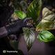 Anthurium sp. 'Trilobe' x dressleri